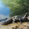 Statues & Sculptures Reptiles^Baby Crocodile Bronze Metal Garden Ornament