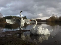 Statues & Sculptures Swans^Grand Pair of Swans Antique White Metal Garden Statues